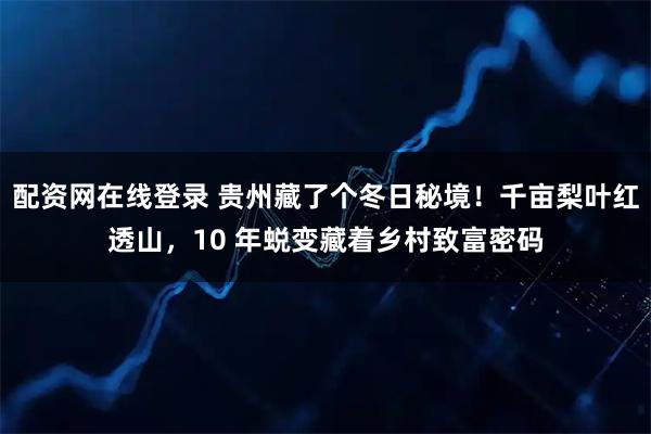 配资网在线登录 贵州藏了个冬日秘境！千亩梨叶红透山，10 年蜕变藏着乡村致富密码